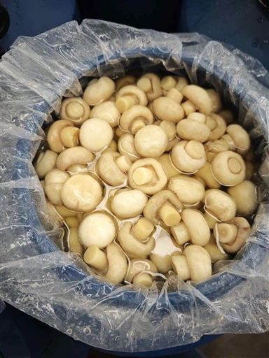 Saltet Champignon sopp i stor plast trommel