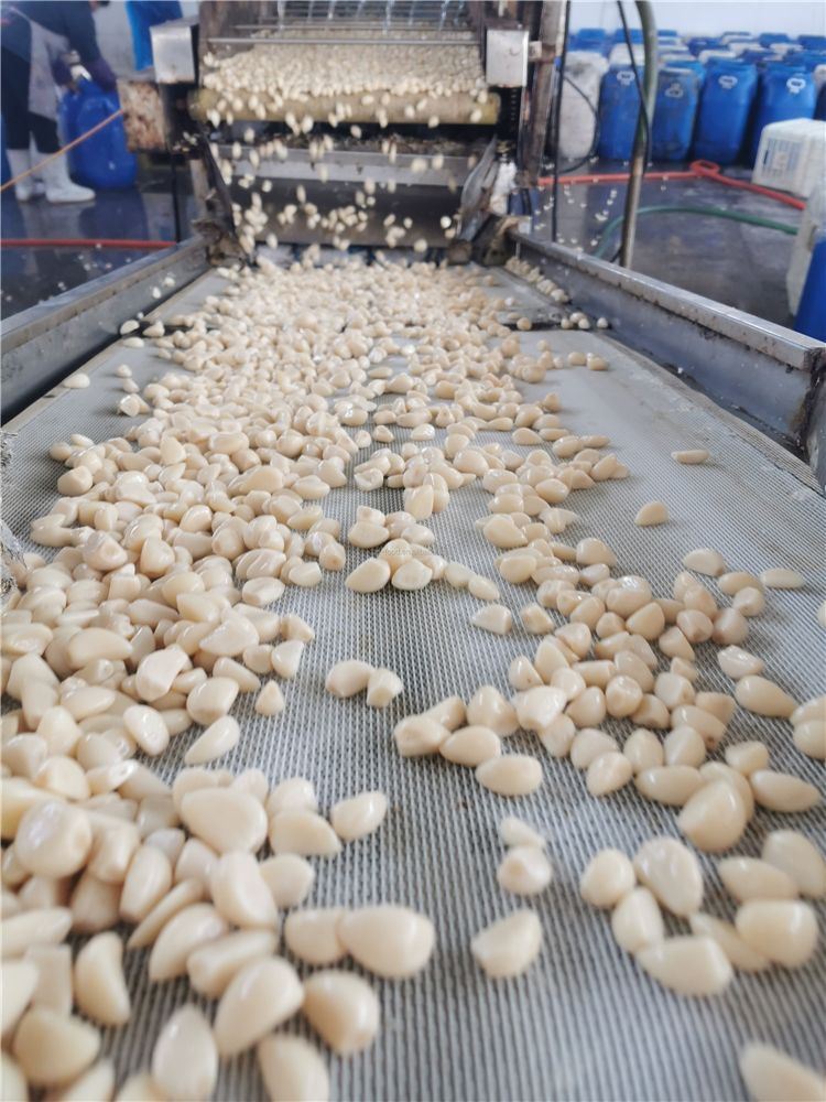 Factory white garlic in salted water in drums Factory white garlic in salted water in drums