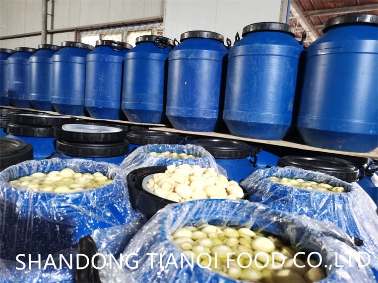 Pickled white mushroom in brine in drums factory