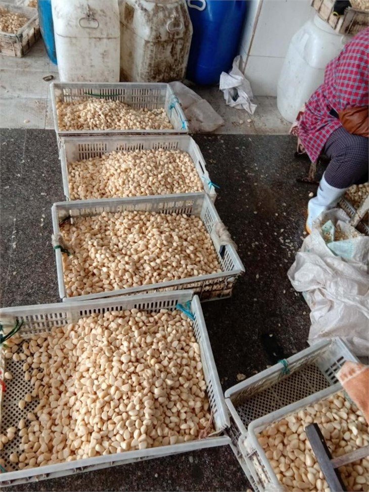 Normal white peeled garlic cloves in salted water in drums