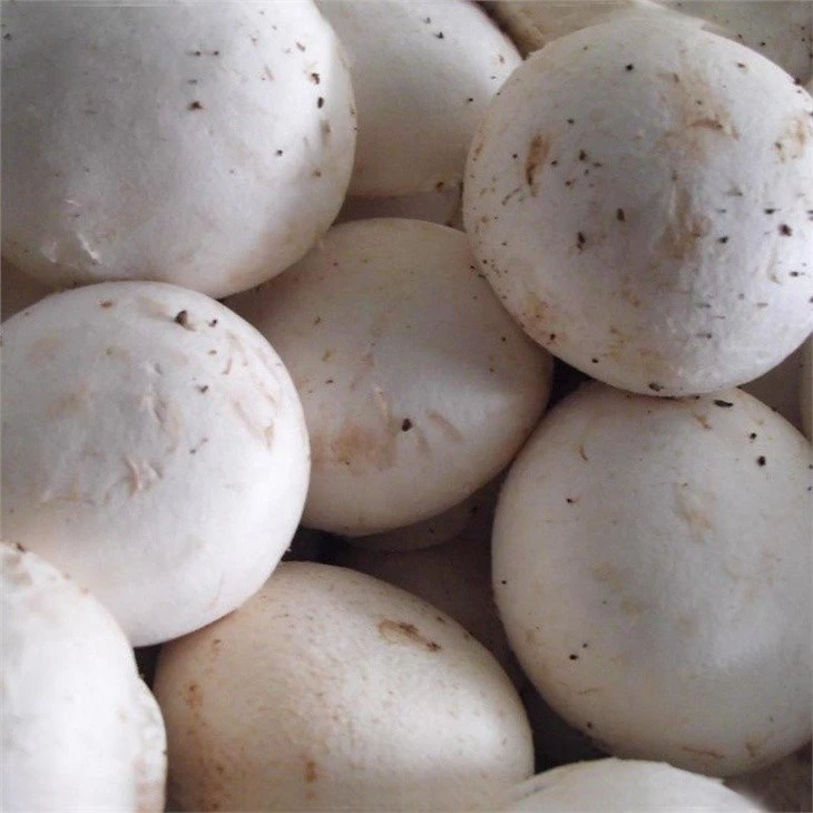 Whole white champignon mushroom in drums