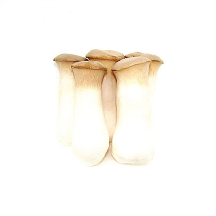 White king oyster mushroom in plastic drums