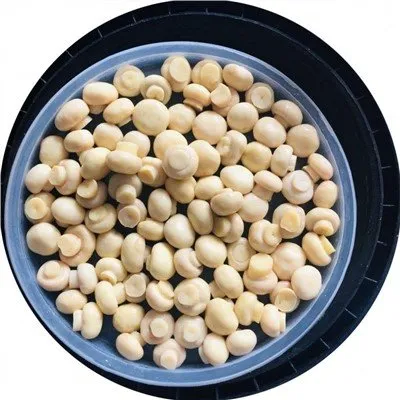 Bevart fersk Champignon sopp i trommer