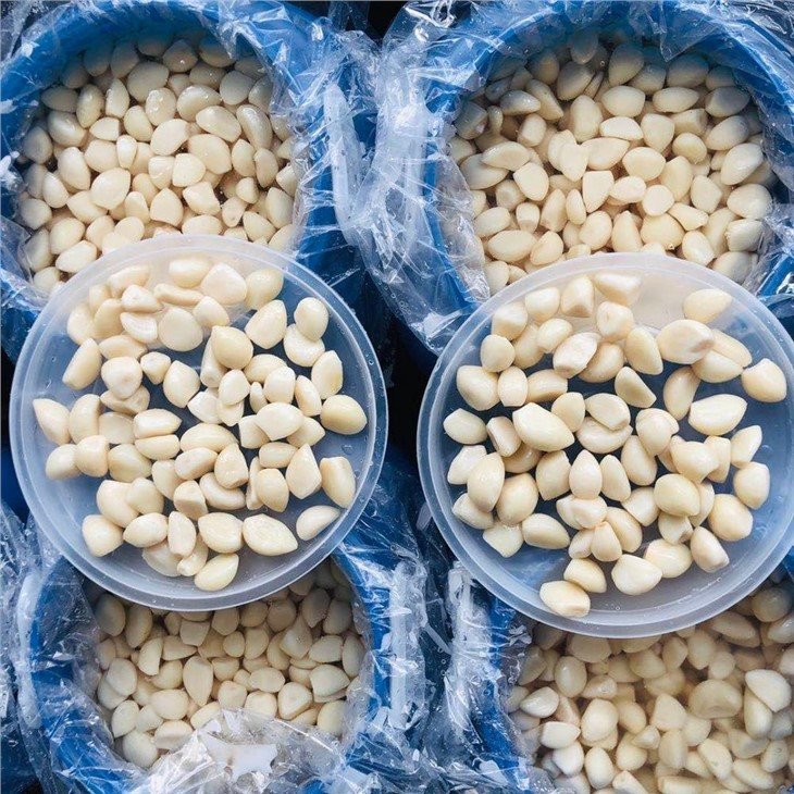 High quality white garlic in brine in drums