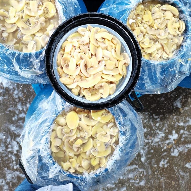 Best quality white mushroom in brine in drums